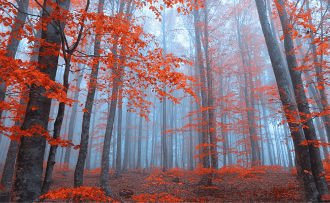 Domaniç Gezilecek Yerler