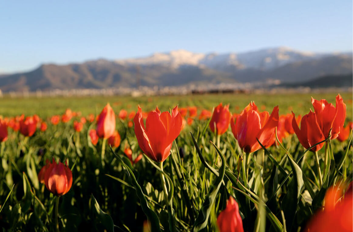 Muş Gezilecek Yerler